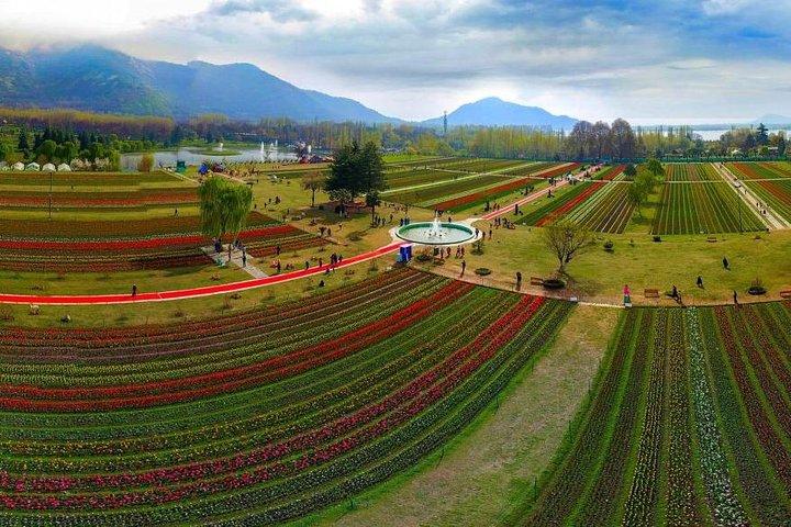 Kashmir Tulip Festival