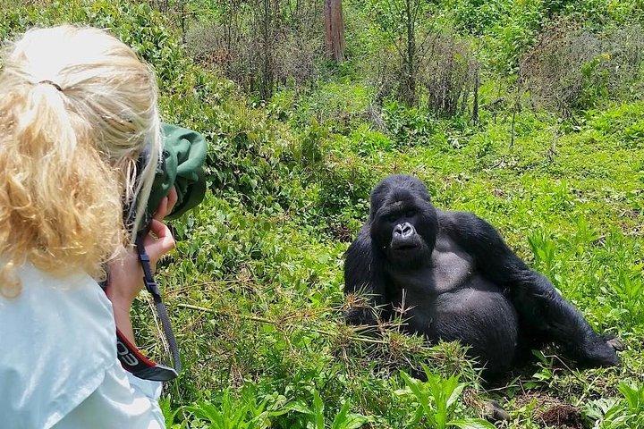 1-day Rwanda Gorilla Tour