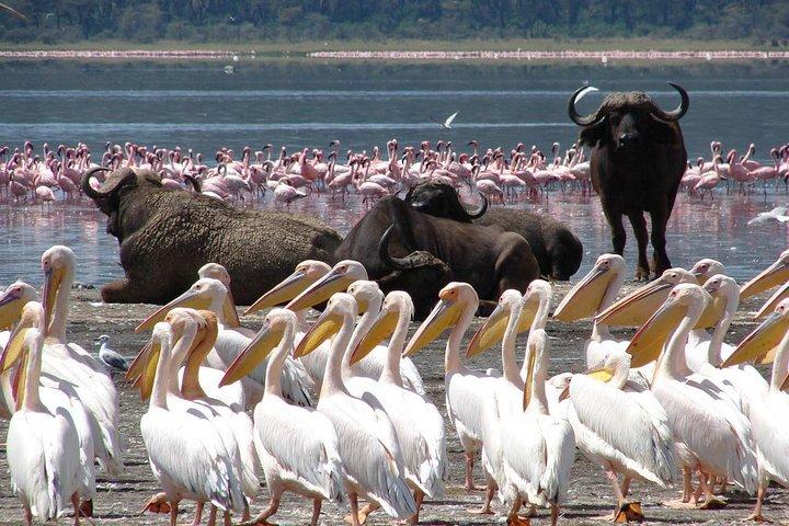 Day trip - Lake Nakuru National Park Tour From Nairobi