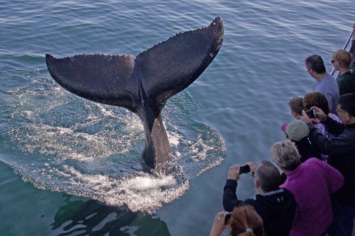Whale Watching Trips to Stellwagen Bank Marine Sanctuary. Guaranteed sightings!