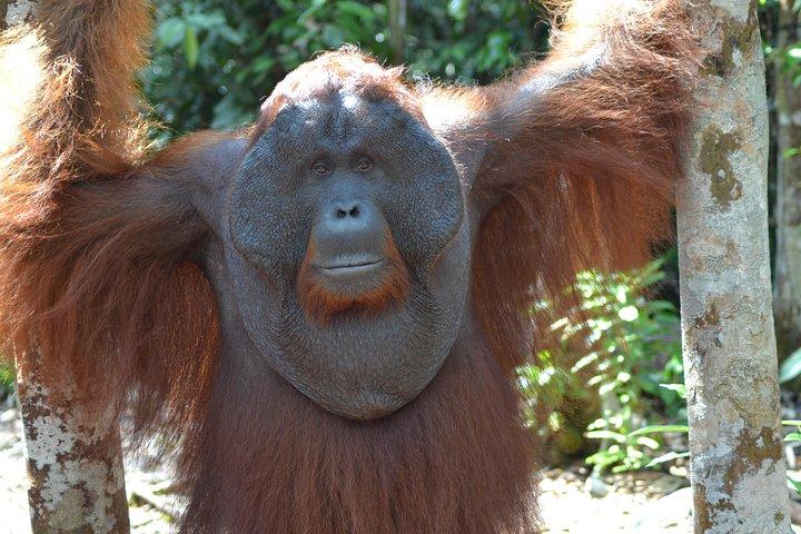 Dayak Lamandau & Orangutan Tanjung Puting Park Tour 6 Days