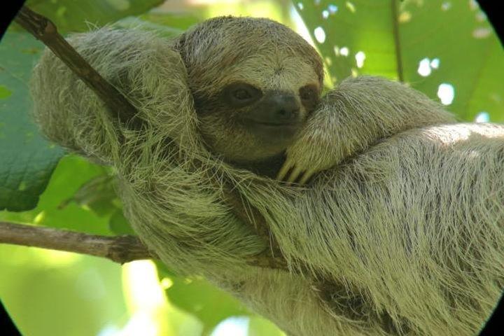 Sloths Observation and Coffee, Chocolate, Sugarcane Experience