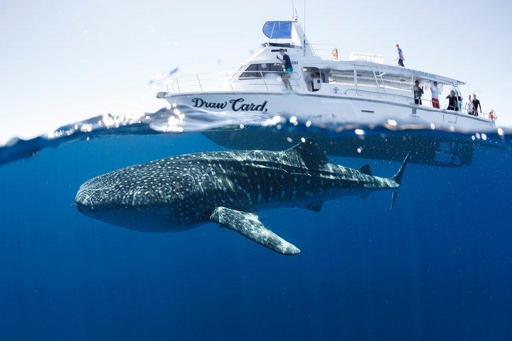 Swim with Whale Sharks in the Ningaloo Reef: 3 Island Shark Dive