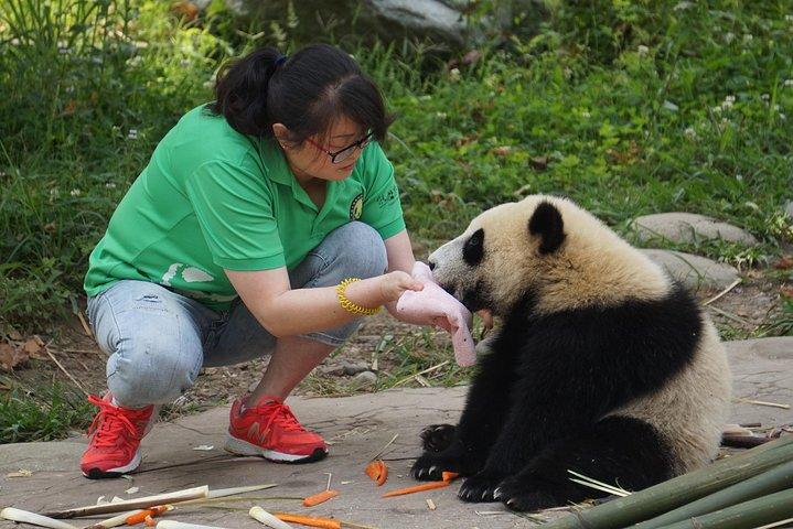 Visiting Dujiangyan Wolong Panda Base Optional Volunteering