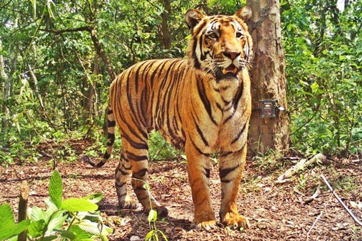 Bandipur Sanctuary Tigers & Elephants