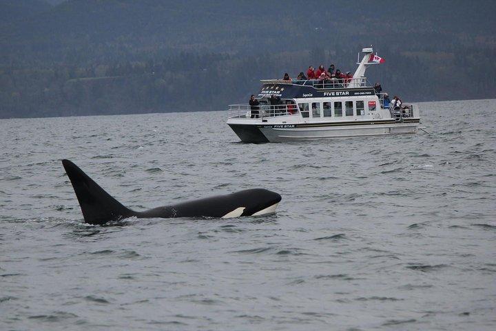 Victoria Shore Excursion: Whale-Watching Cruise with Expert Naturalist Guides