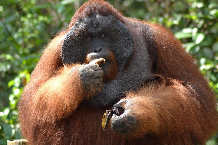5 Days Truly Orangutan Wildlife Jungle Trail
