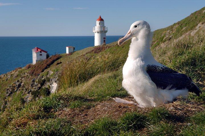 Dunedin City Highlights, Otago Peninsula Scenery & Albatross Guided Tour