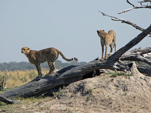  7-Day Safari Tour in Central Botswana