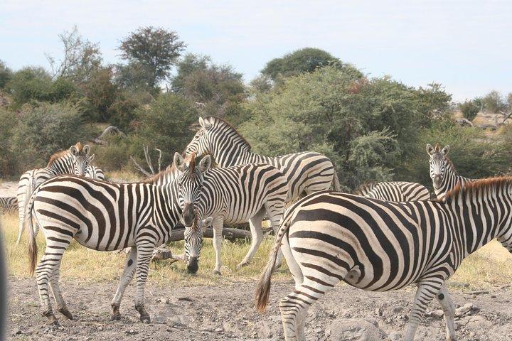 6-day Zebra Safari Tour in Makgadikgadi and Okavango Delta