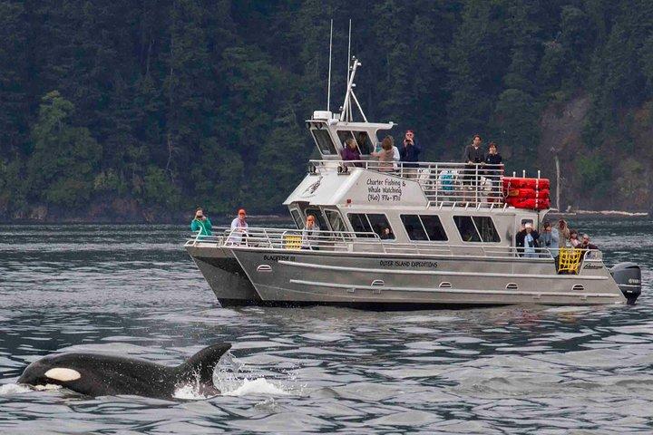 Whale Watching tour near Seattle