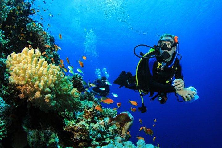 Menjangan Island Bali Diving Activity