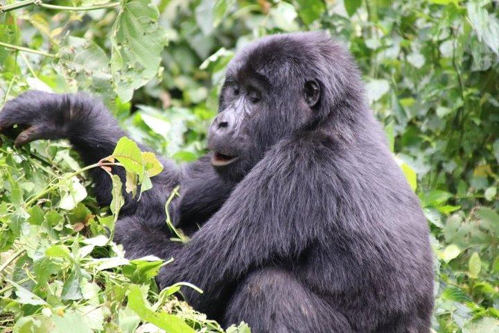 3 Day Kalinzu Chimp Trek and Uganda Gorilla Tour