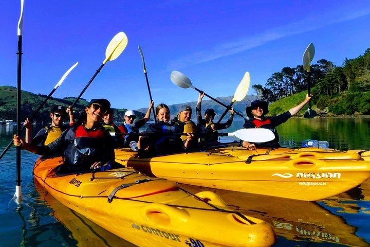 Small group guided sea kayaking in Akaroa marine reserve