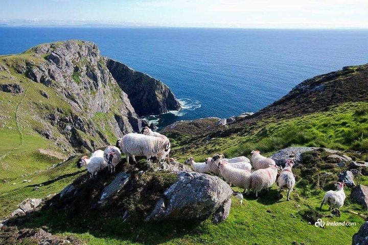 Ring of Kerry & Skellig Ring Private Day Tour