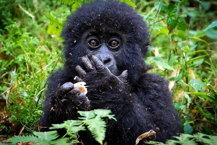 2 Days Mountain Gorilla Safari Rwanda