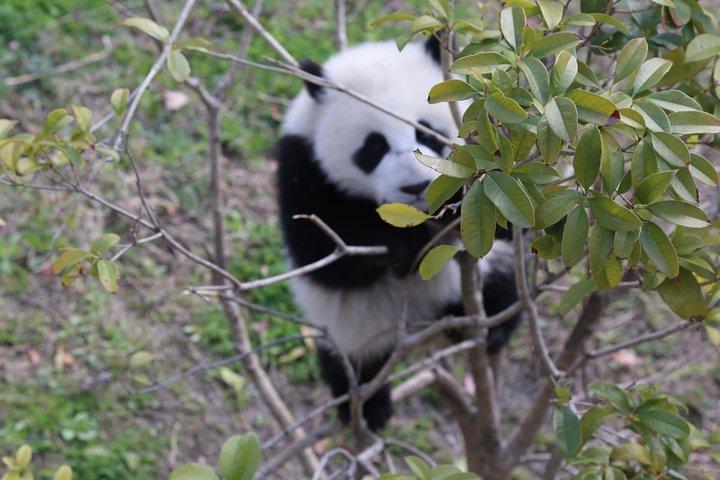 Chengdu Panda tour or Dujingyan base option panda keeper 