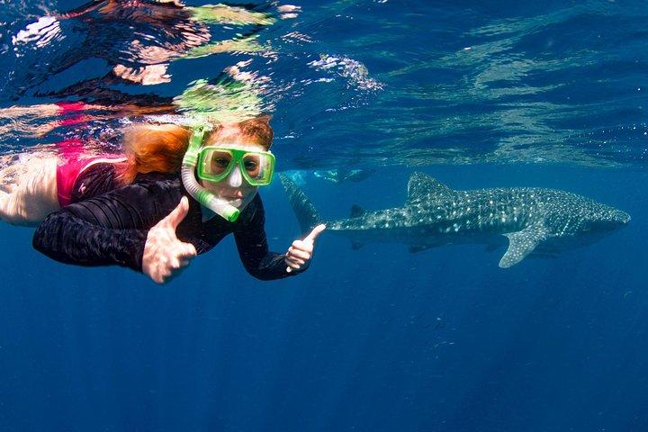 Swim with Whale Sharks- the largest fish in the world!