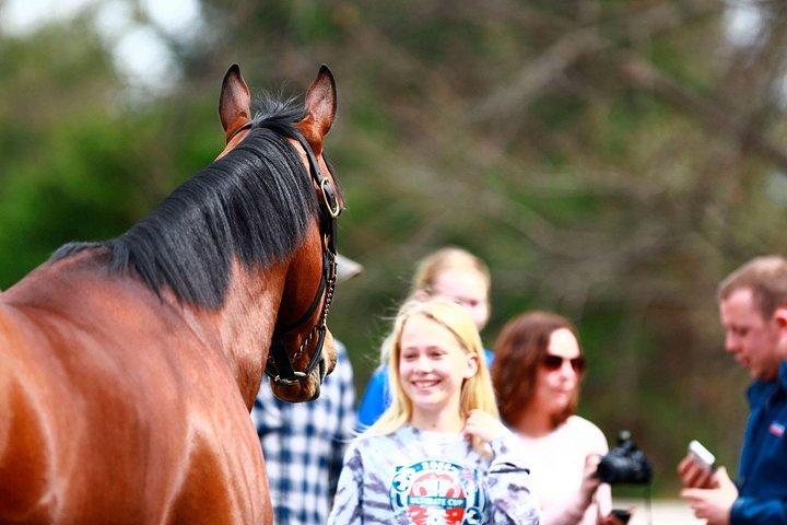 Half-Day Thoroughbred Horse Farm Tour in Kentucky