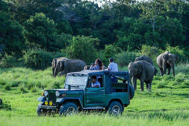 Day Tour from Colombo to Sigiriya, Pidurangala Rock & National park safari 