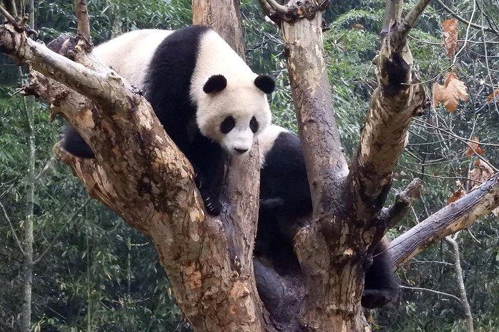 Wolong Panda Base Volunteering Program from Chengdu