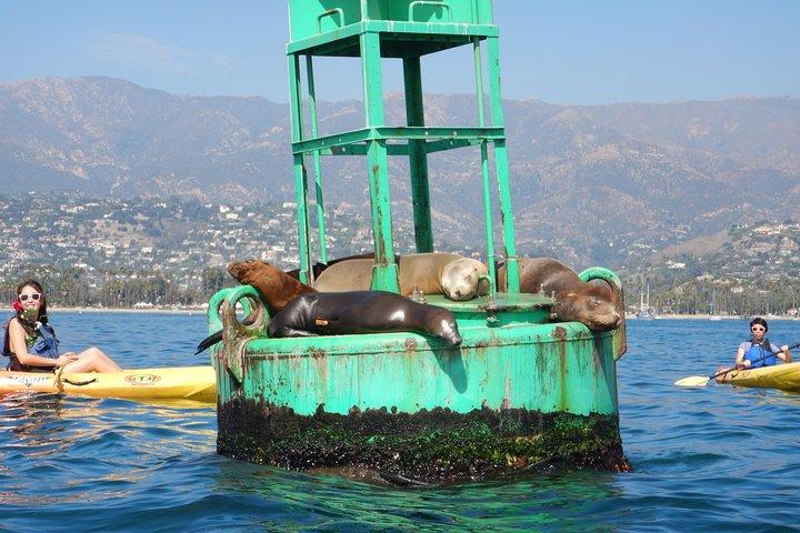 Sea Lion Kayak Tour - Santa Barbara Harbor