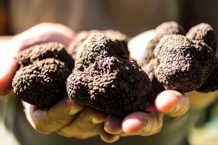 Truffle hunting on Lake Bracciano with lunch