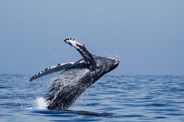 Shared Two-Hour Whale Watching Tour from Oceanside