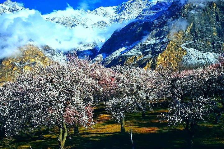 Cherry Blossoms Trip to Northern Areas of Pakistan 2020 (8D 7N)
