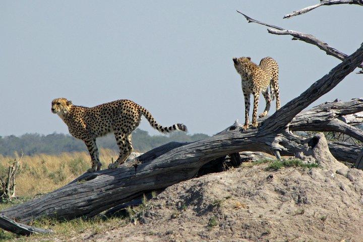 Cheetah Safari Discounted Package
