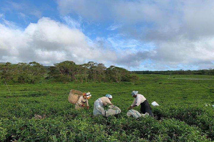 The Gorgeous South of Mauritius: Full-day tour incl Tea Factory & Crocodile park