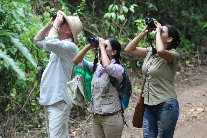 Bird Watching Tours with Sandra Plúa - Manabi, Ecuador