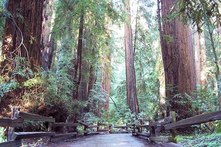 Muir Woods Tour of California Coastal Redwoods