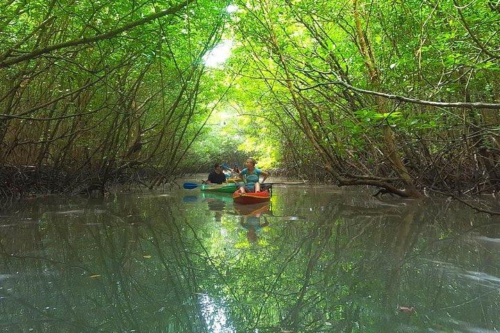 Khao Lak Mangrove Explorers