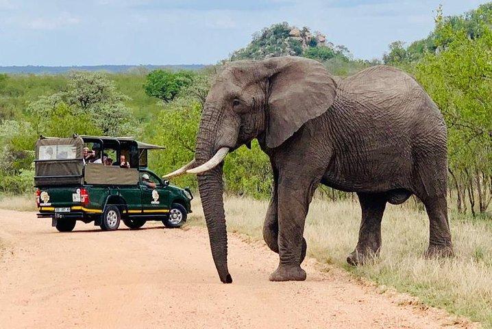 Kruger National Park Full Day Private safari 