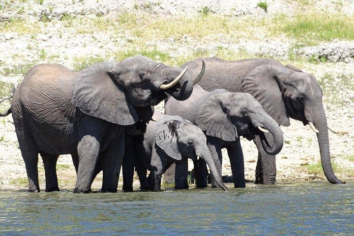 Chobe Safari Experience Day Trip