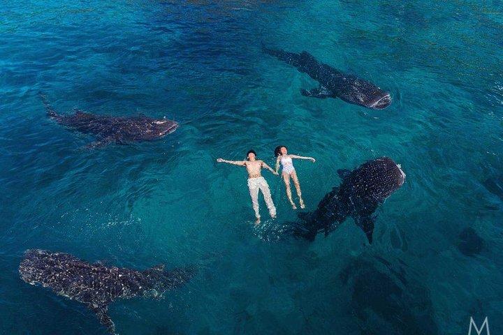 Whale Shark Watching and Sumilon Sandbar Private Tour Package