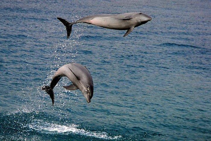Dumaguete Dolphin Watching & Manjuyod Sandbar 