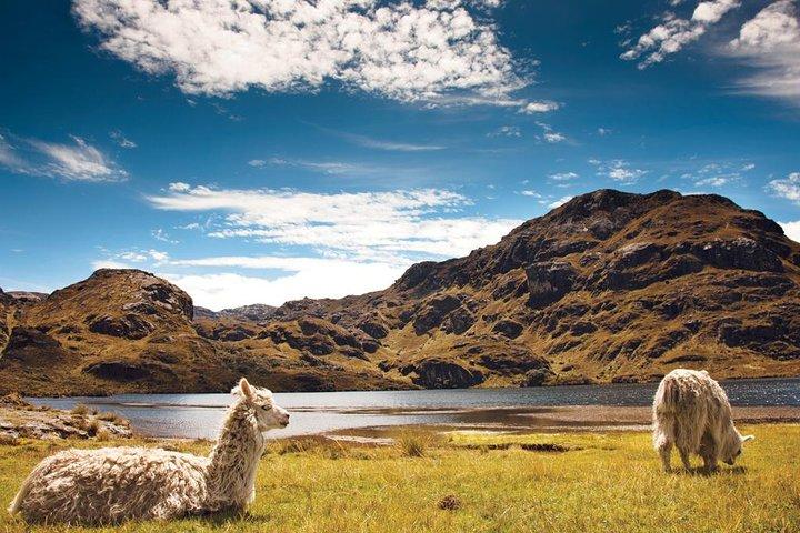 Private Cajas National Park Full Day Tour