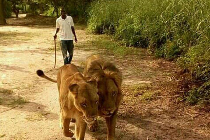 Walking with the Lions in Fathala Reserve