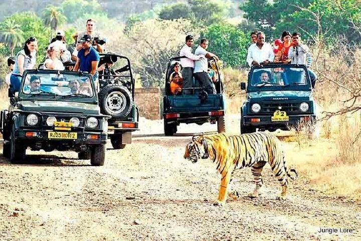 Ranthambore Wildlife Safari with Tickets & Transfer Options