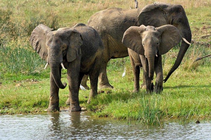  3 Days Murchison Falls Wildlife Safari