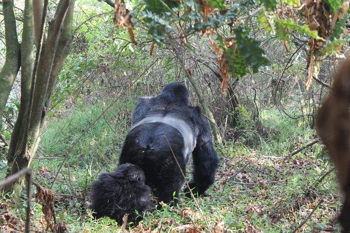 3 Days Gorilla Safaris in Bwindi Uganda