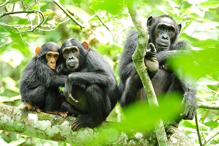 2 Days Chimpanzees trekking Tour and Canopy walk Adventure