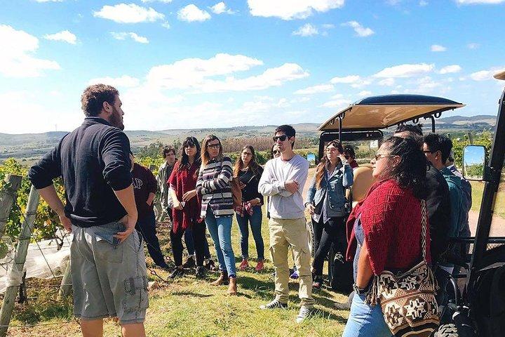 Guided Tour of Vineyards