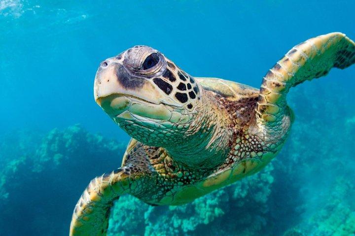 Bluefinn Charters Swim with the Turtles in Nassau Bahamas 