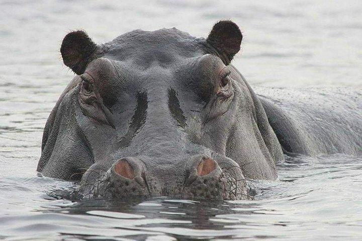 4 Days Safari to Mole park and Wechiau Hippos