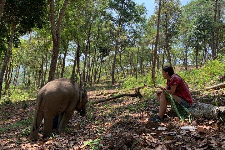 Care Pride Elephants: Full-Day Tour Experience
