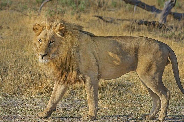 Hluhluwe Imfolozi Big 5 Reserve day Safari from Durban