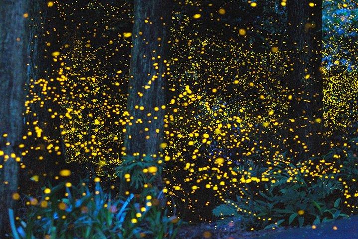 Kota Kinabalu K2 Fireflies Sunset River Cruise Tour with Dinner